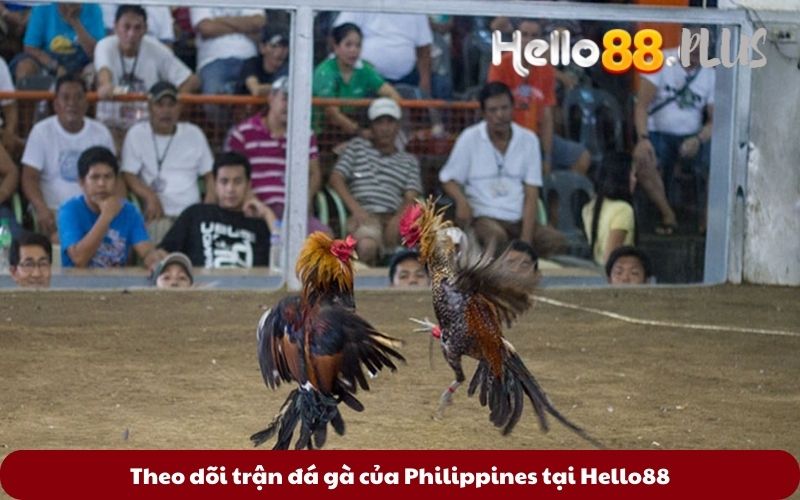 Theo-doi-tran-da-ga-cua-Philippines-tai-Hello88